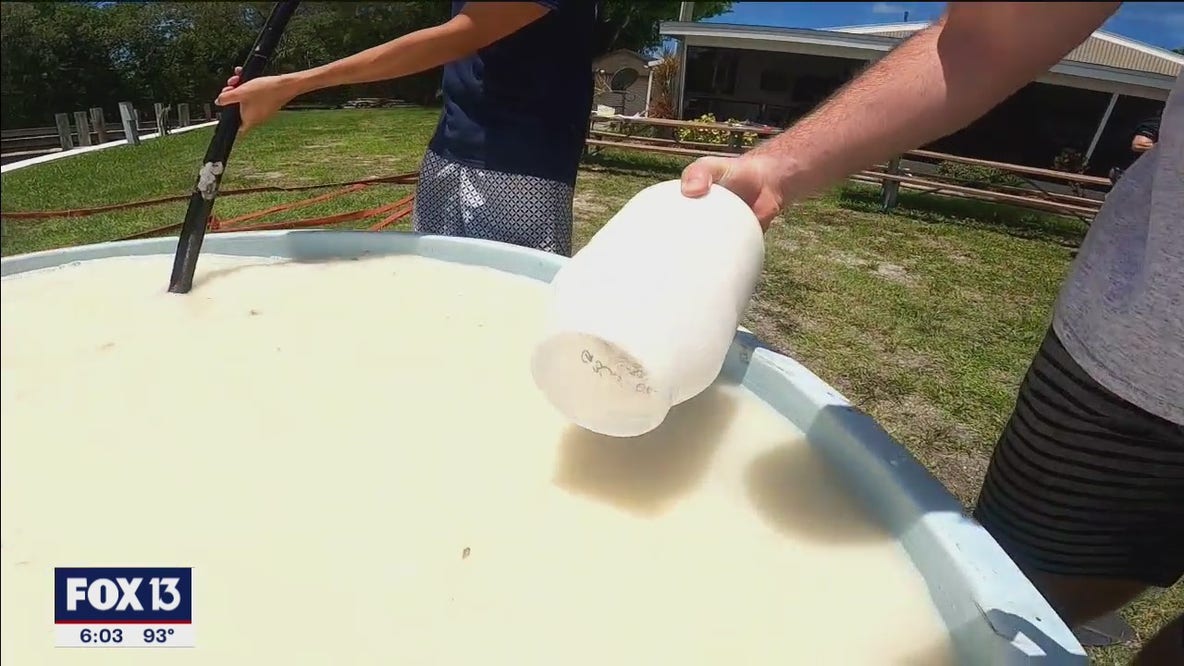 Researchers hope clay could kill red tide